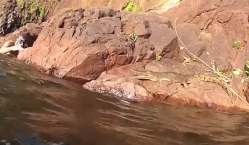 Video: Crocodile Leaps at Brazen Swimmer Who Gets Too Close