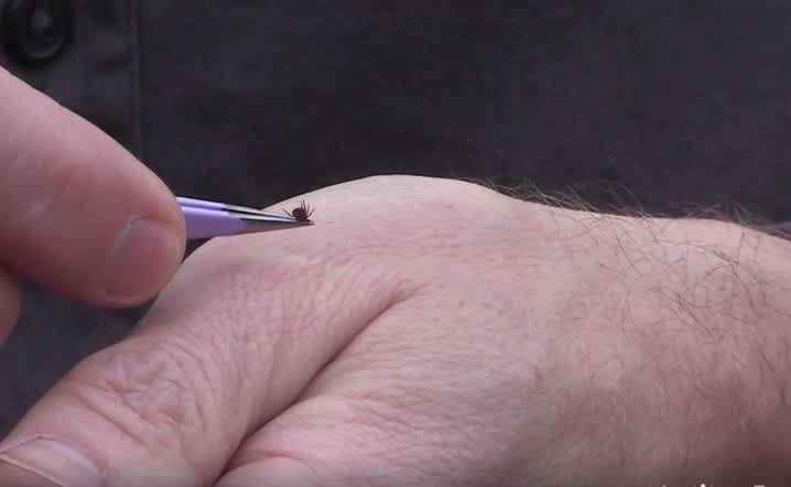 Video: You’ve Been Removing Ticks All Wrong