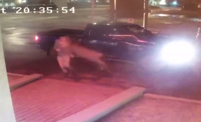 Insane Video: Deer Tackles Canadian Rapper Outside Hotel