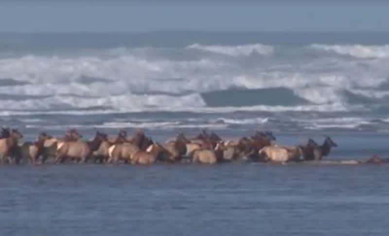 Video: Herd of Elk Seen Swimming in the Pacific Ocean