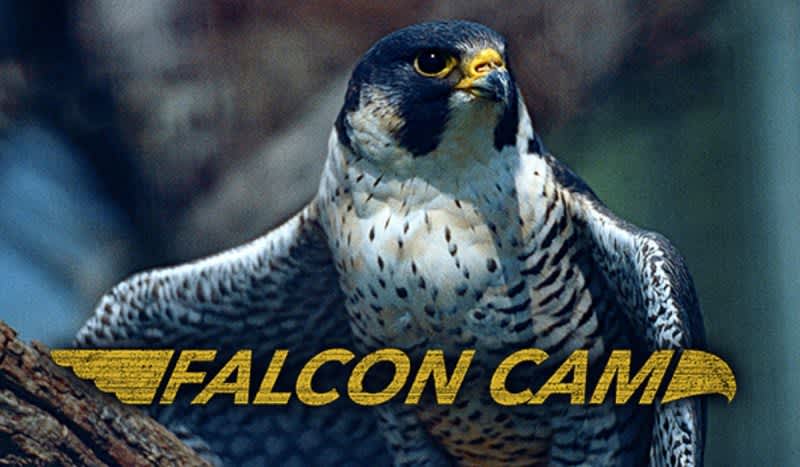 CarbonTV Live Cam: Peregrine Falcon Nest Receives 4 New Eggs