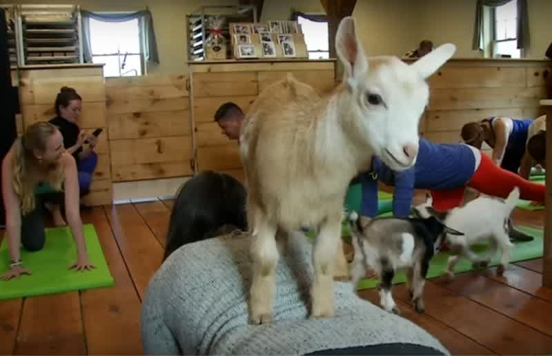 Video: Yoga with Goats . . . (Yes, You Read That Correctly)
