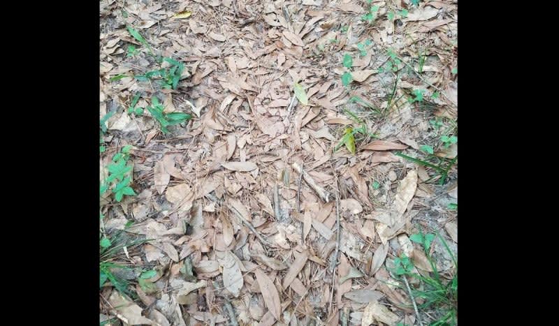 People Are Driving Themselves Crazy Trying to Find the Hidden Snake in This Image