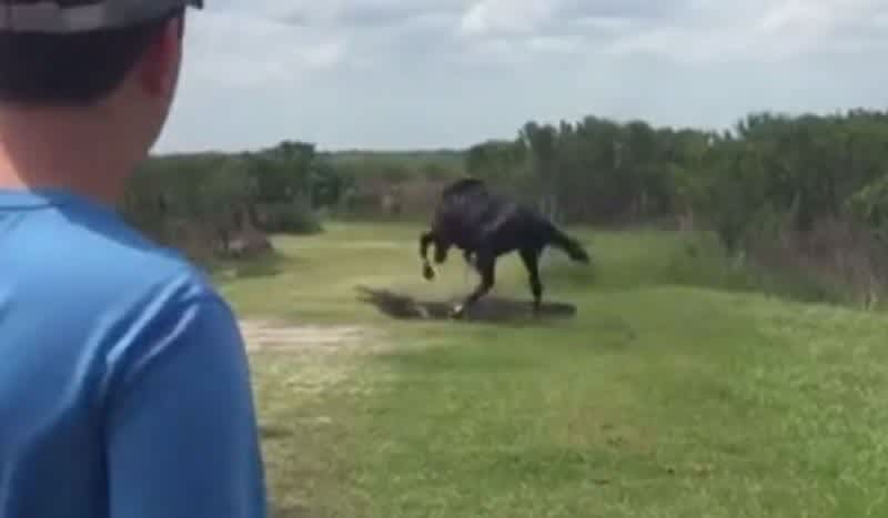 Video: Horse Attacks Gator in State Park; Only in Florida . . .