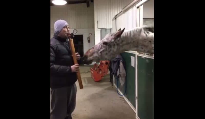 Video: Watch the Horse’s Reaction to Native American Flute