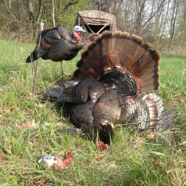 Video: A Deadly Recipe for Arrowing More Gobblers
