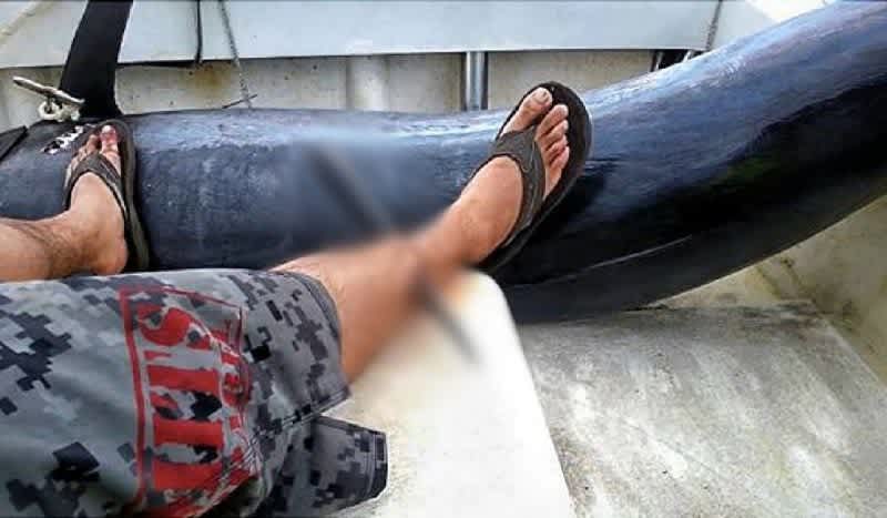 Graphic Image: Angler Skewered by 500-Pound Marlin