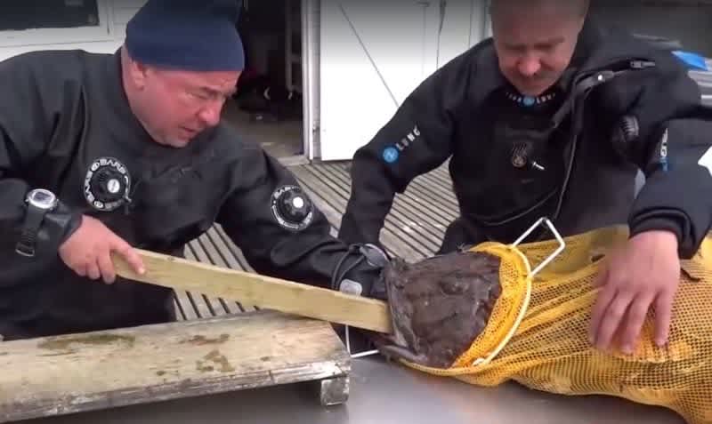 Video: Monkfish Tries to Swallow Diver’s Entire Arm