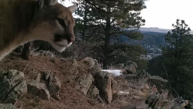 Rare Trail Cam Video: Did You Know Mountain Lions Make This Strange Sound?