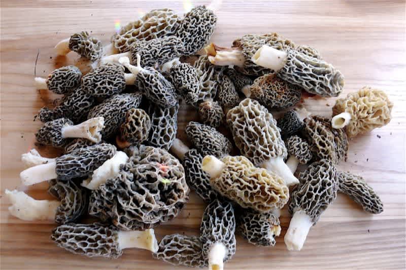 Experts Calling for Optimum Morel Mushroom Hunting Conditions THIS Weekend