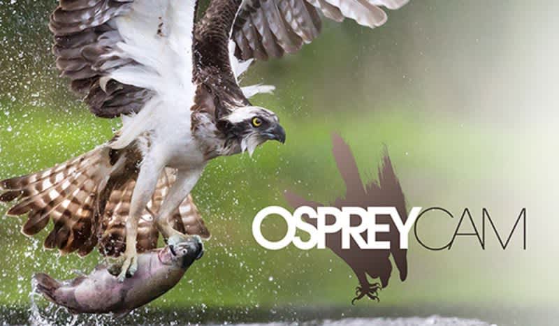 CarbonTV Live Cam: Osprey Nest Now Has 3 New Eggs Getting Ready to Hatch