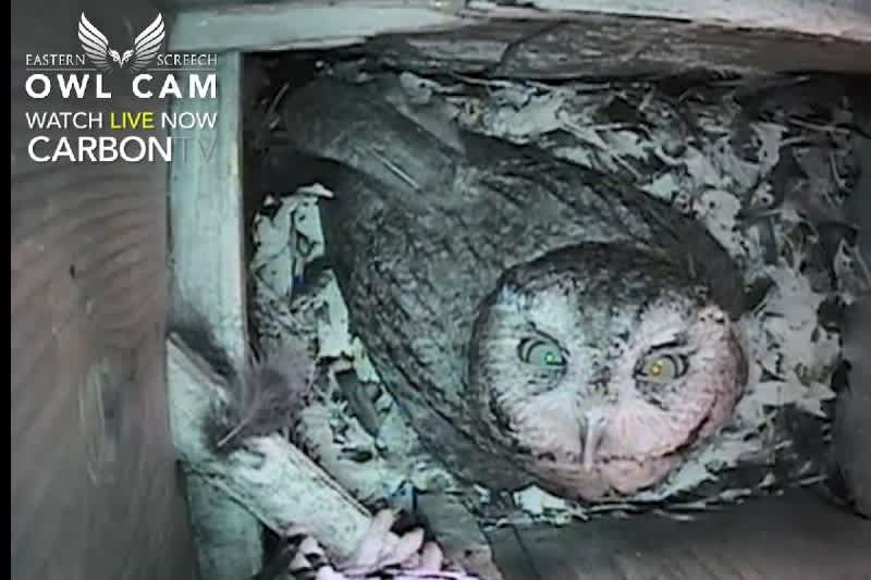 Video: CarbonTV’s Live Eastern Screech Owl Cam