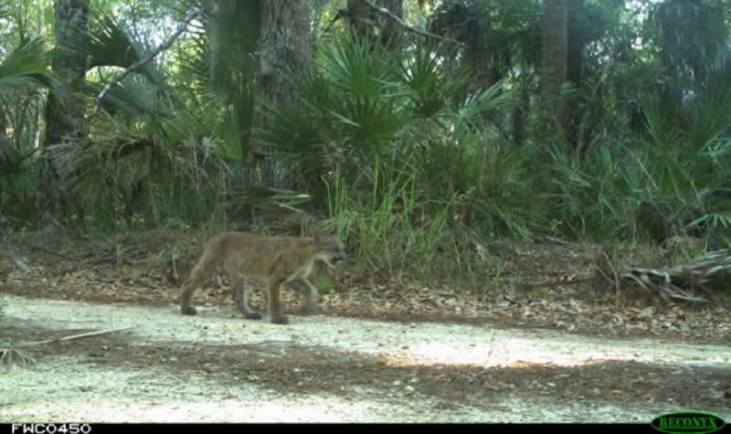 Florida Panther Kittens Discovered on Trail Cams a Promising Sign for the Endangered Species
