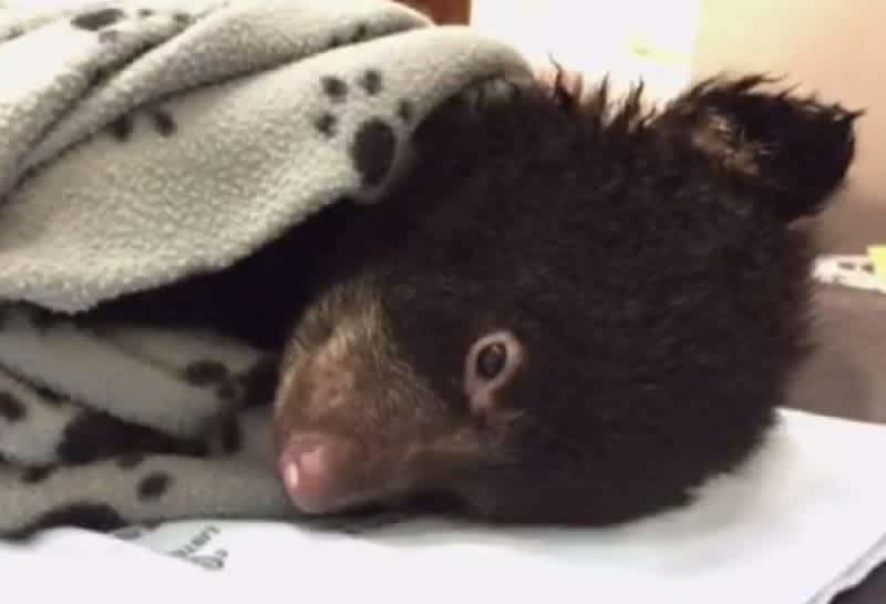 Video: Oregon Man Rescues Bear Cub, Gives it CPR and Was Not Cited; Right or Wrong?
