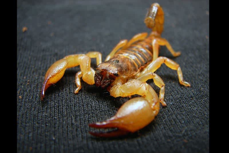 Video: Scorpion Stings Man While Mid-Flight on United Airlines