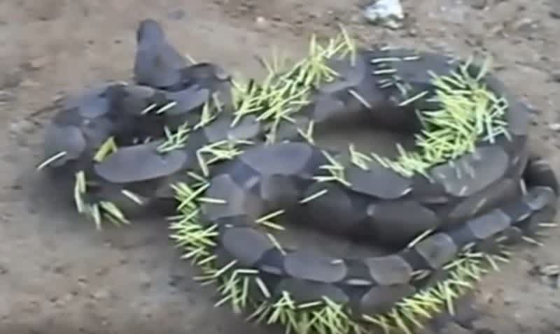 Video: A Boa Constrictor Tried to Eat a Porcupine, and the Results Are Not Pretty