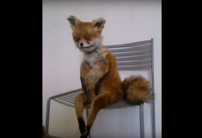 Video: 15 of the Worst Taxidermy Fails Ever