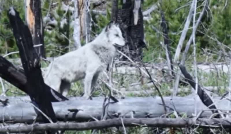 Video: Gray Wolf Hunts a Deer Through Fallen Timber