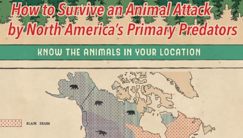 Infographic: How to Survive an Animal Attack by North America’s Predators