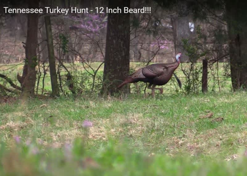 Video: 22Plinkster’s Father-in-Law Shoots Turkeyzilla on Opening Day