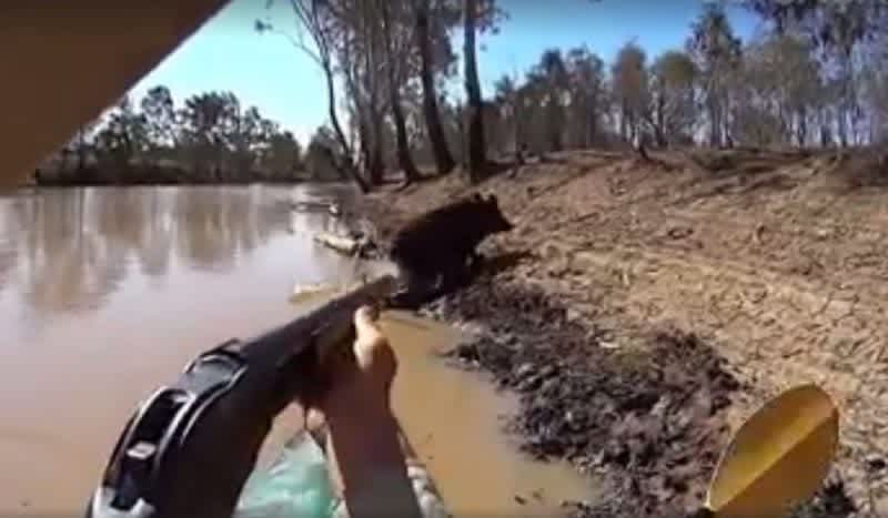 Video: Aussie Ambushes Wild Boar from Kayak
