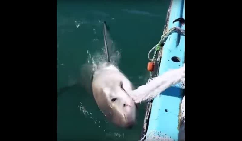 Video: Australian Fisherman Plays Tug-of-War with a Shark, then Tells It to “F— Off”