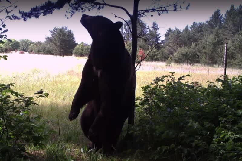 Trail Cam Video: Can You Guess What this Black Bear is Doing?