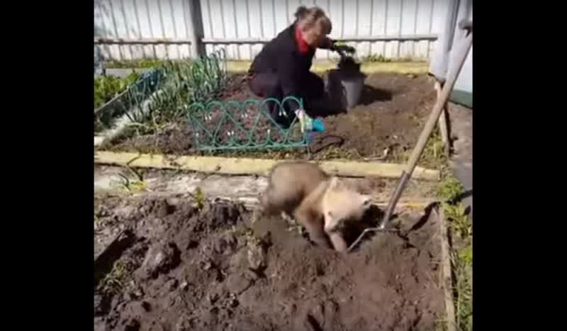 Video: Bear Cub Helps Woman in the Garden