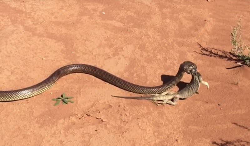 Video: Australian Man Films Large Brown Snake Eating Bearded Dragon