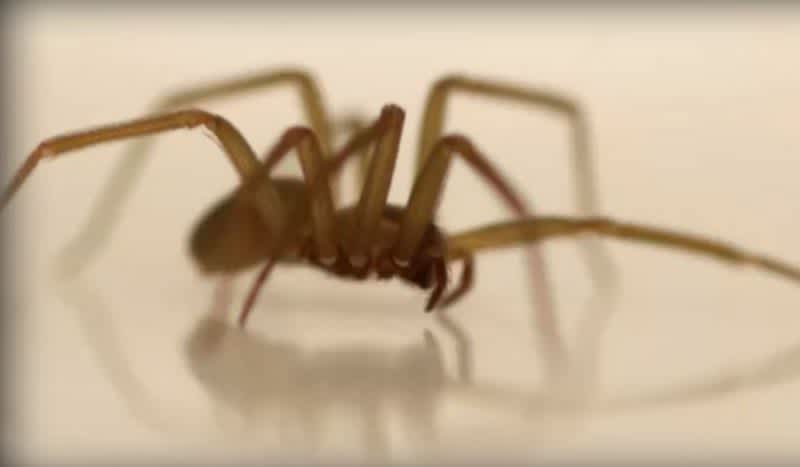 Video: Venomous Brown Recluse Spider Finds New Home in Unexpected State