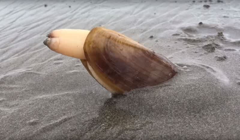 Video: This Bizarre Clam Digging in Sand has Become an Internet Sensation