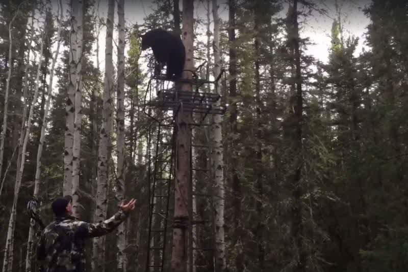 Hilarious Video: Hunter Attempts to Coax Black Bear Out Of His Treestand