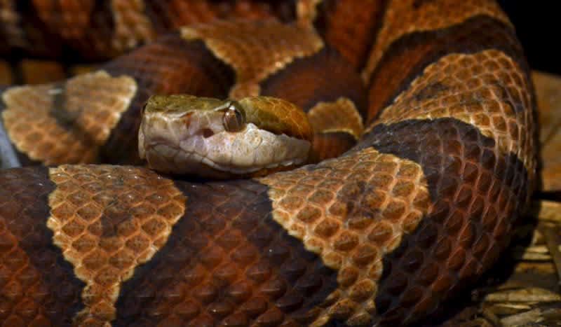 Birthday Party Goes Wrong When An 11-Year-Old Boy Was Bitten By Copperhead Snake