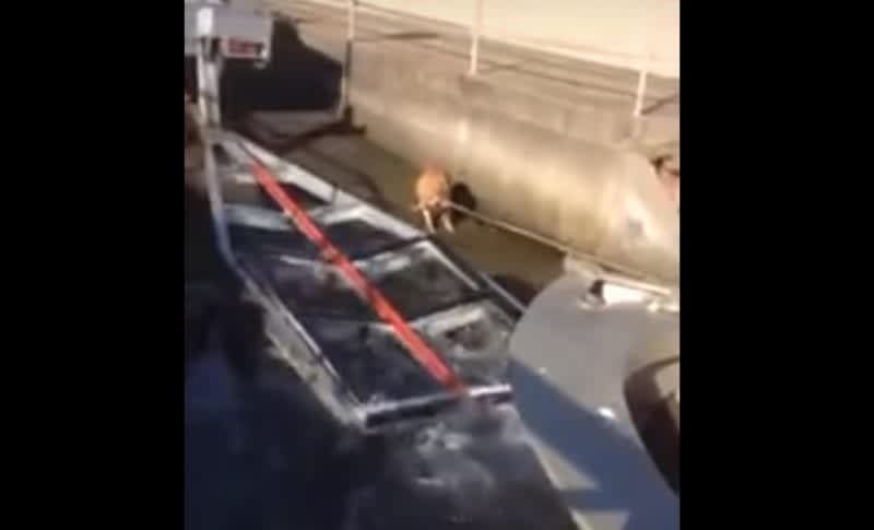 Video: Dog Helps Owner Launch Fishing Boat