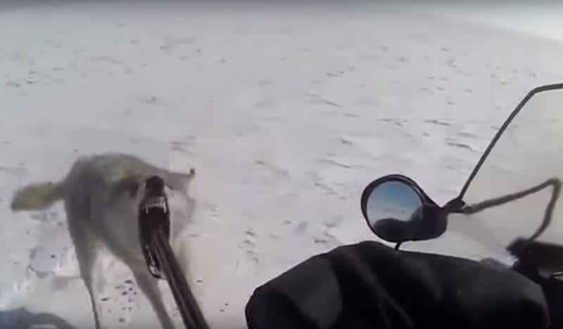 Video: Wolf Hunter Counting His Blessings After This Dramatic Encounter