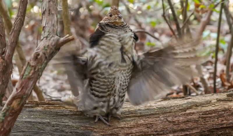 Video: Ruffed Grouse Puts On a Killer Drum Solo for the Woods