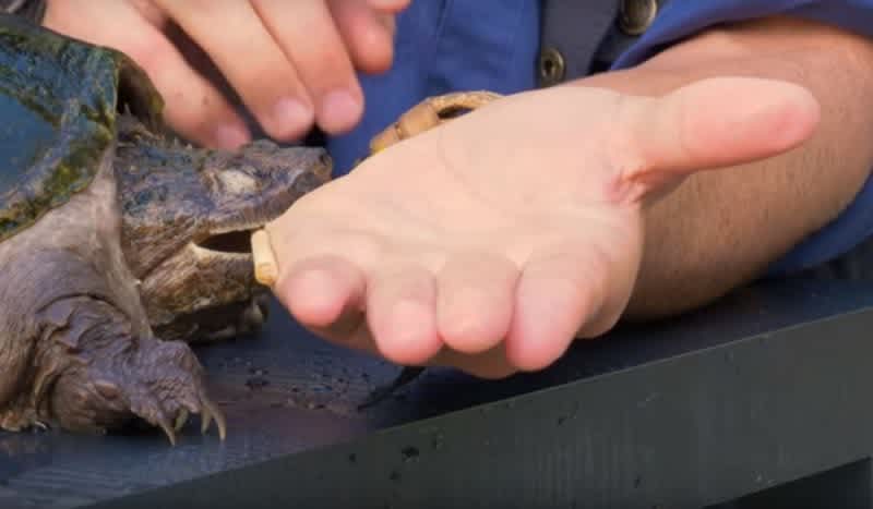 Video: Forget Gators, This Reptile Has One Gnarly Bite!