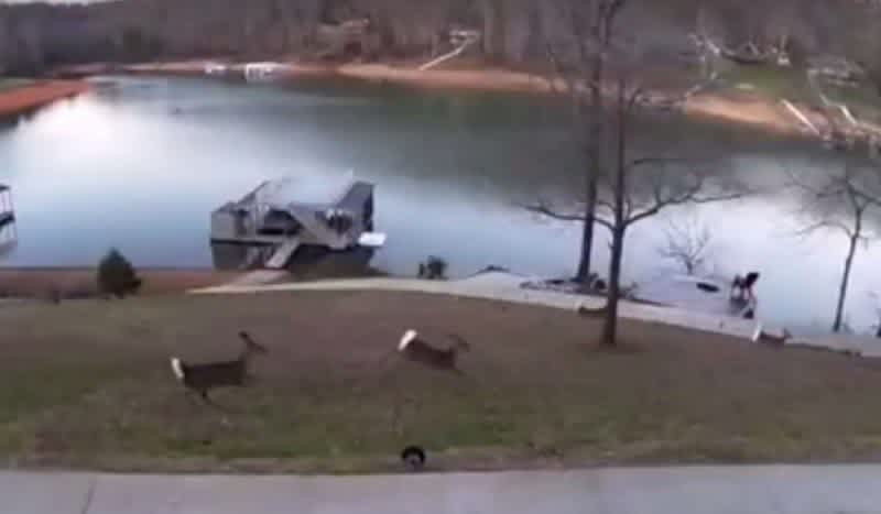 Video: Deer Poachers Caught in the Act by Home Surveillance System
