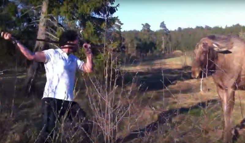 Video: This Man Vs Moose Showdown is Intense
