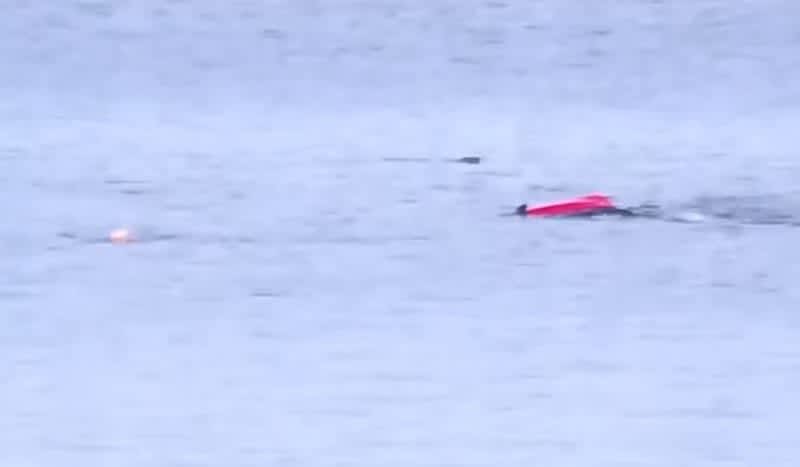 Video: New Video Captures Kayaker Attacked By Great White Shark
