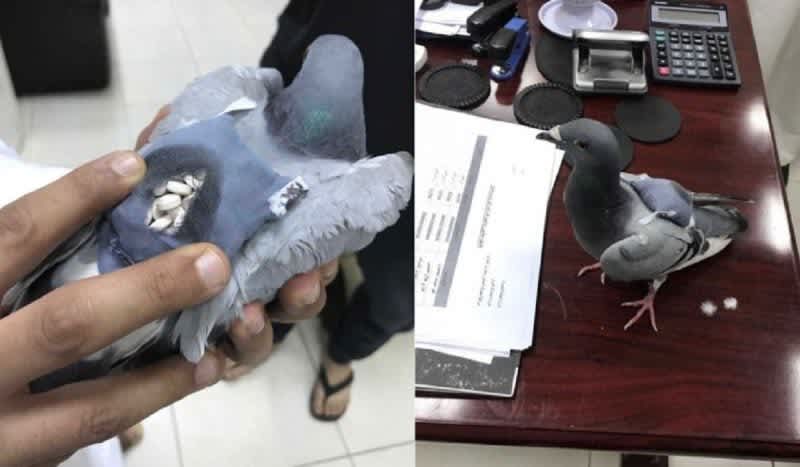 Carrier Pigeon Caught Smuggling Drugs in Tiny Backpack