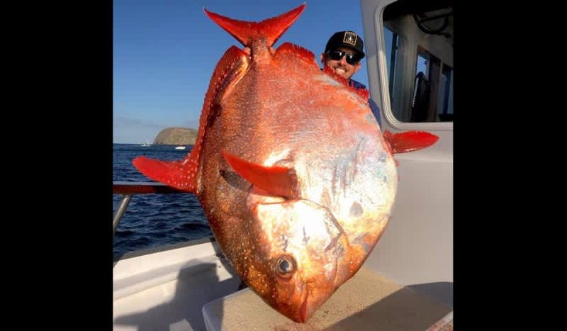 Video: So. Cal. Fisherman Lands Rare Giant Fish