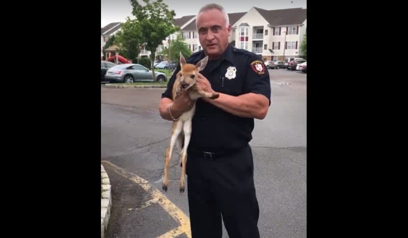 Video: Woodbridge Police Officer Rescues Fawn From Storm Sewer