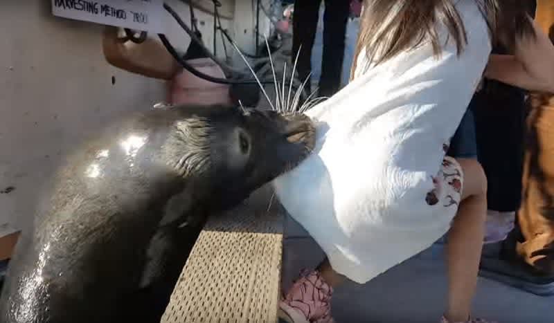 Dramatic Video: Sea Lion Drags Girl Off Dock