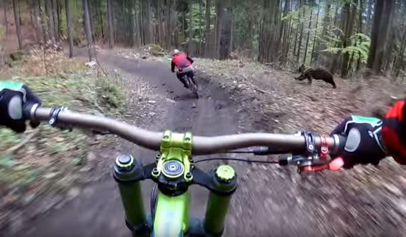 Video: Slovakian Bear Charges Bike Riders While Riding Through the Woods