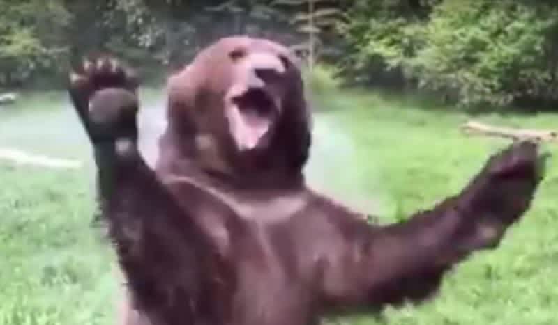 Video: Brown Bear Goes Crazy After Discovering a Sprinkler