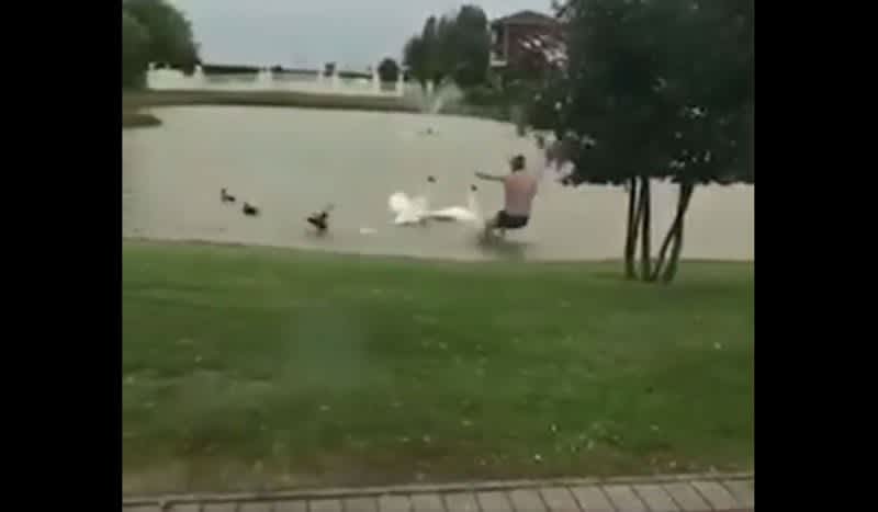 Video: Guy Jumps On Top of Swan,  then Gets Hit by Instant Karma