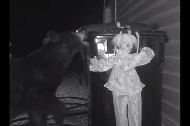 Video: When All Else Fails, Hang a Scary Robotic Clown From Your Trash to Keep Bears Away