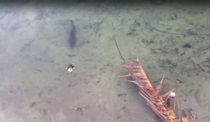 Video: Bass Gulps Down a Duckling Faster than You Can Say ‘Crankbait’