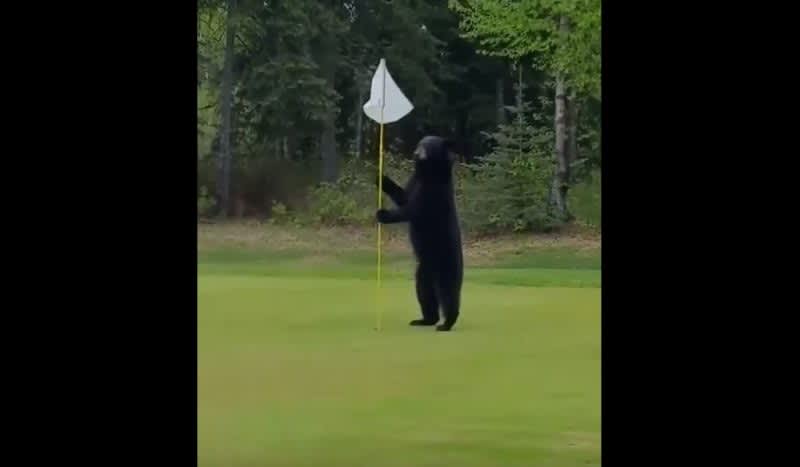 Video: Black Bear Tries To Caddie For Golfers In Alaska